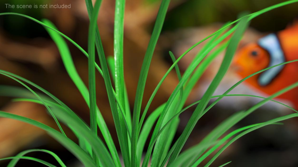 3D Water Plant Sagittaria Subulata