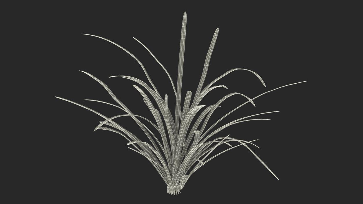 3D Water Plant Sagittaria Subulata