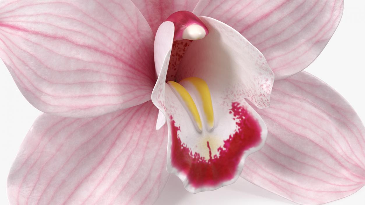 3D Hybrid Orchid Pink model