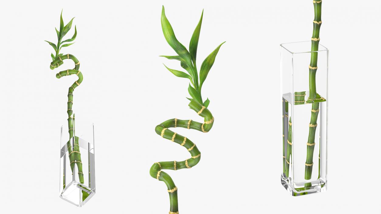 Lucky Bamboo 3D