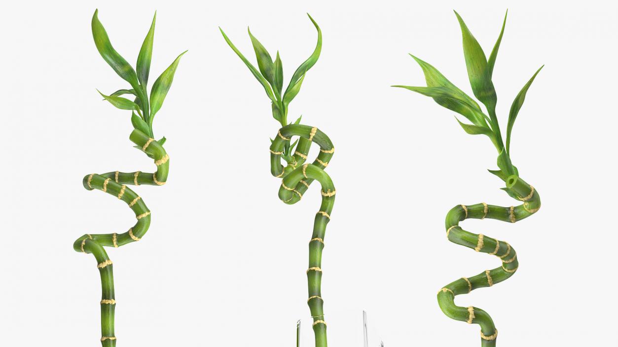 Lucky Bamboo 3D