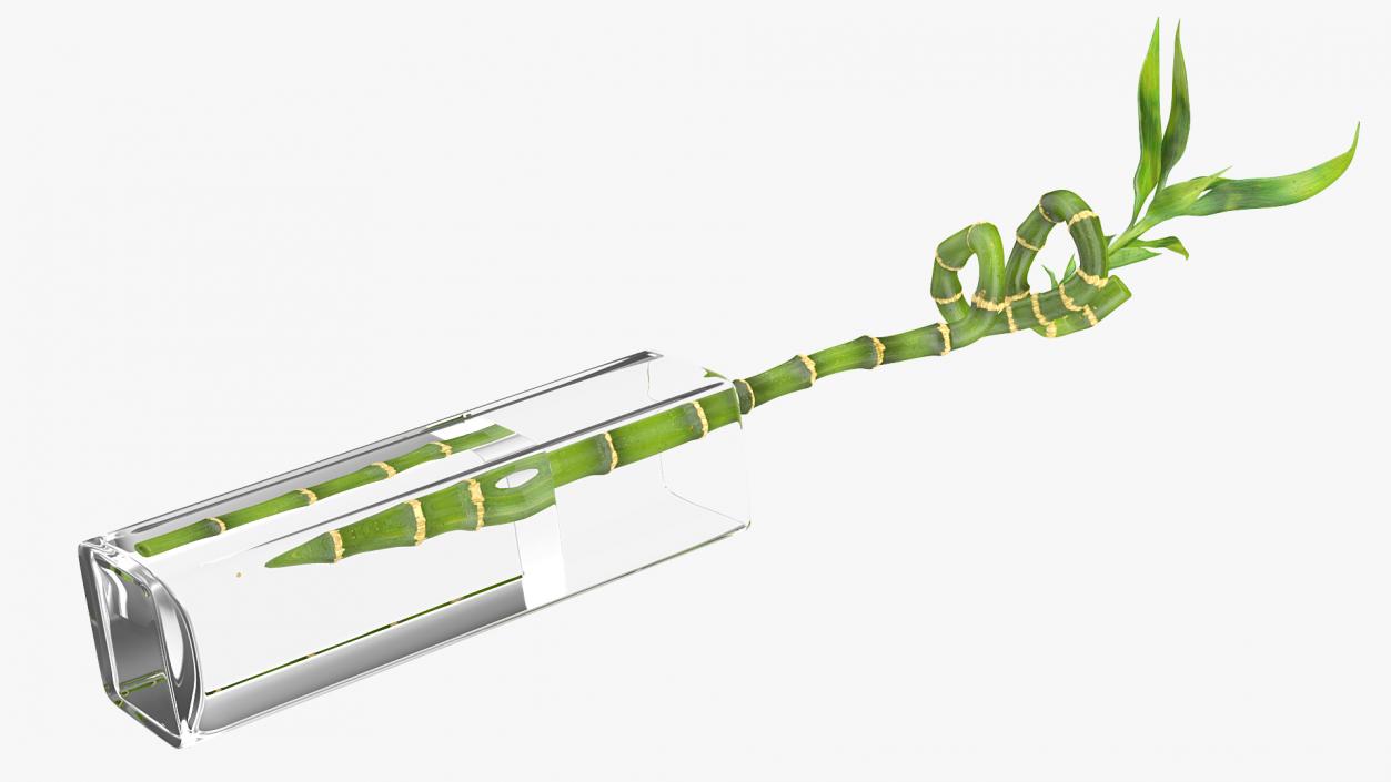 Lucky Bamboo 3D