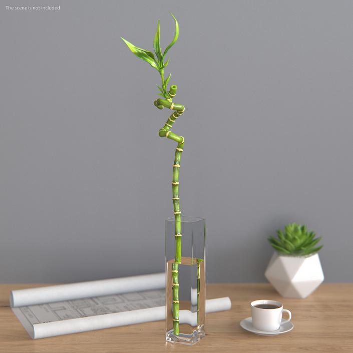 Lucky Bamboo 3D