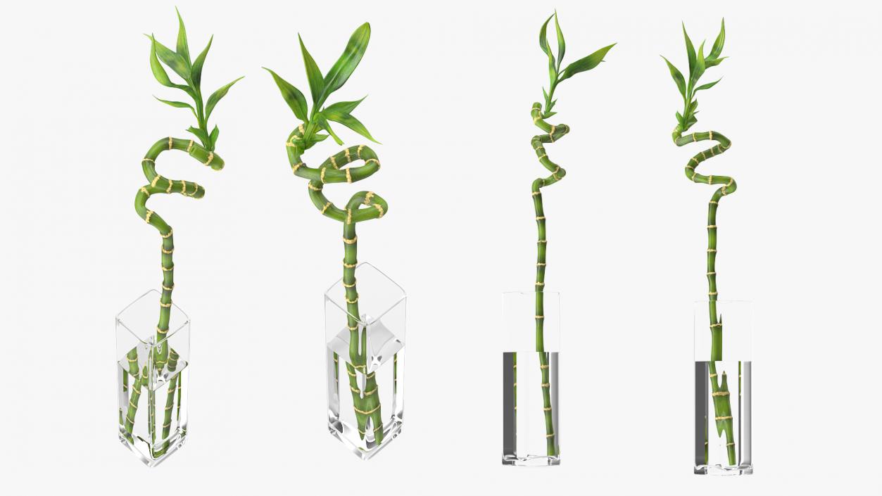 Lucky Bamboo 3D