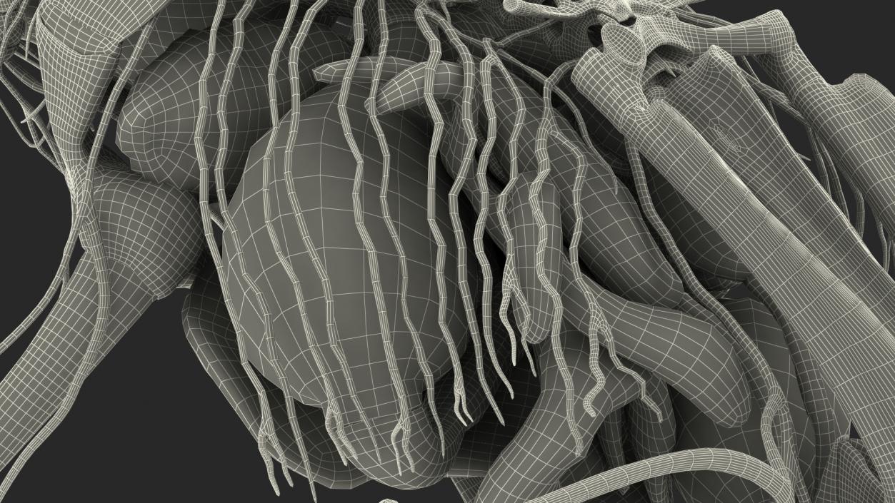 Frog Nervous System 3D model