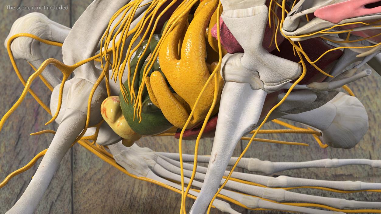 Frog Nervous System 3D model