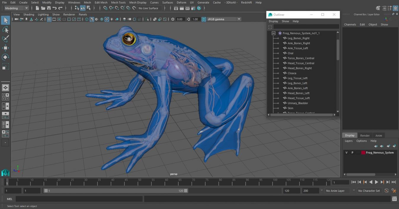 Frog Nervous System 3D model