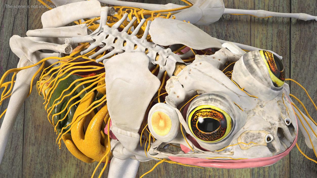 Frog Nervous System 3D model