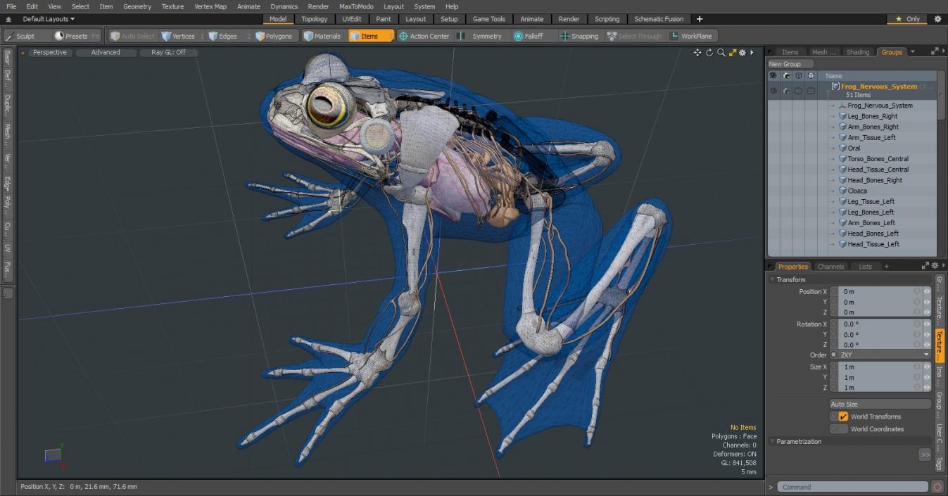 Frog Nervous System 3D model