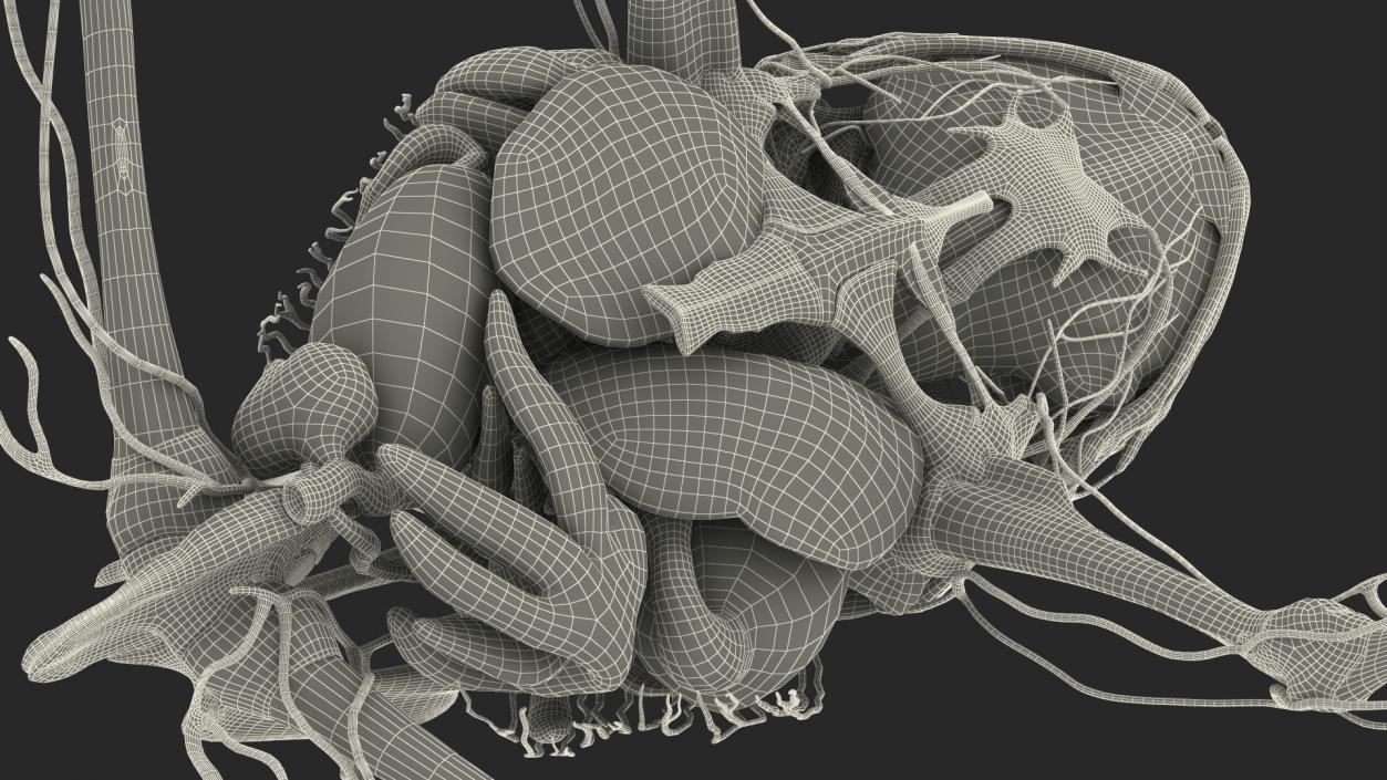 Frog Nervous System 3D model