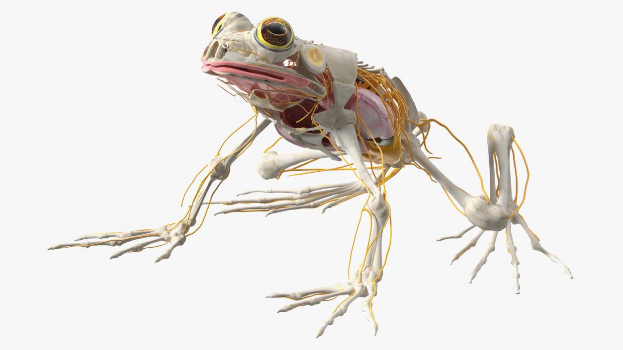 Frog Nervous System 3D model