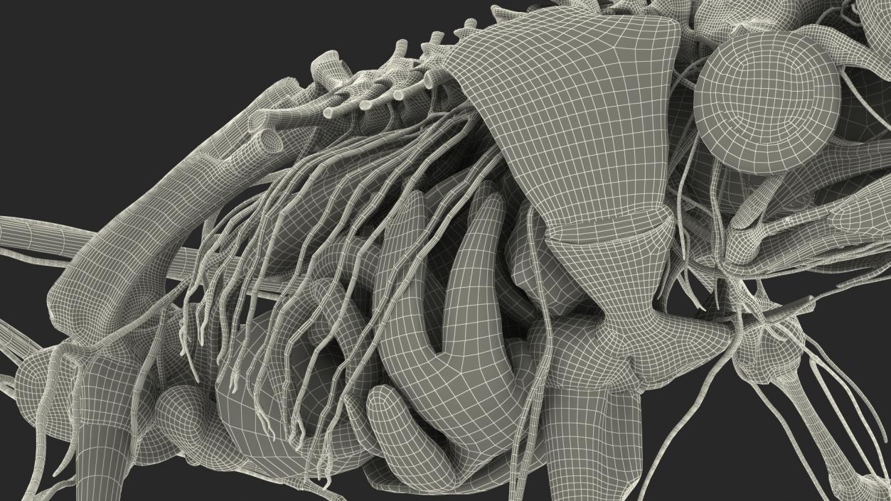 Frog Nervous System 3D model