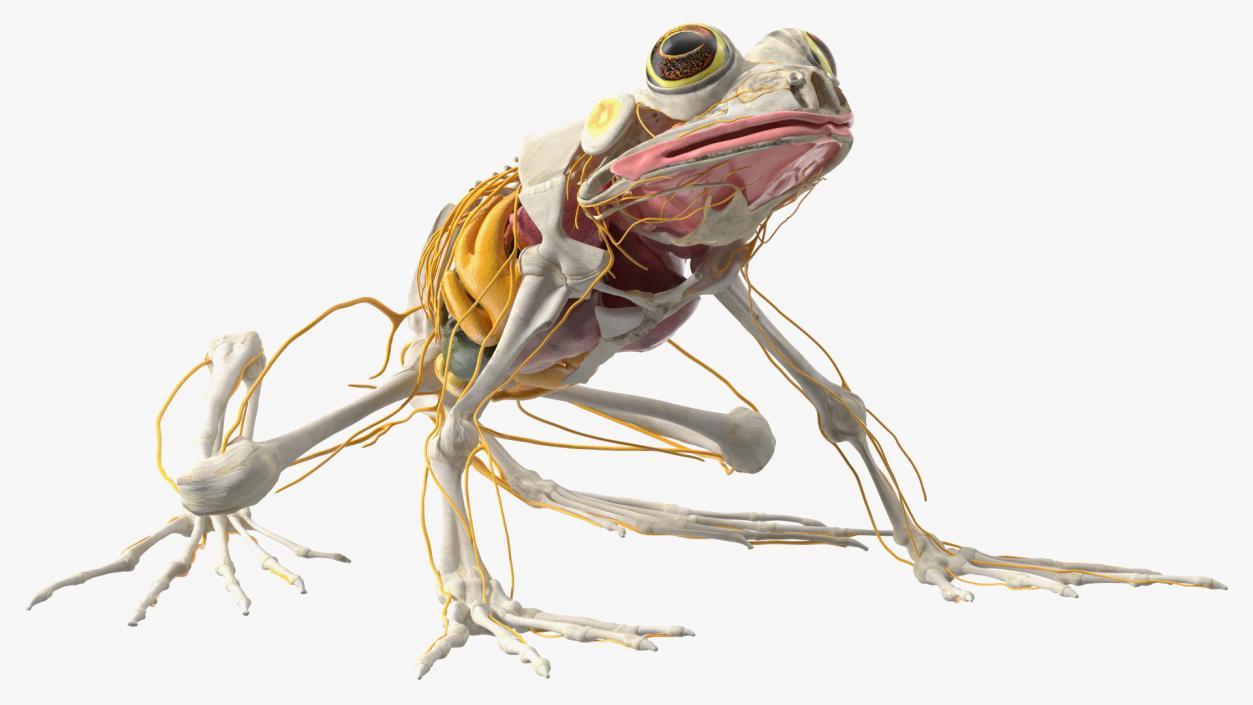 Frog Nervous System 3D model