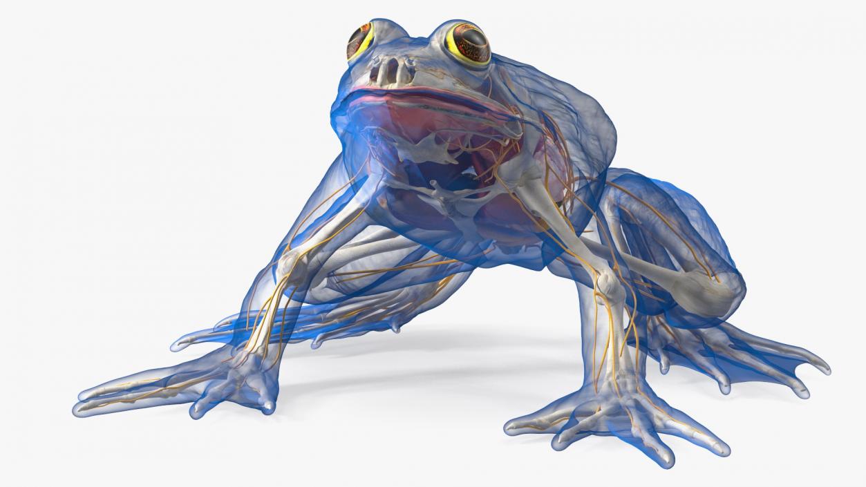 Frog Nervous System 3D model