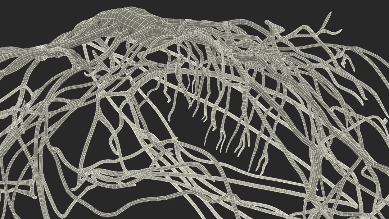 Frog Nervous System 3D model