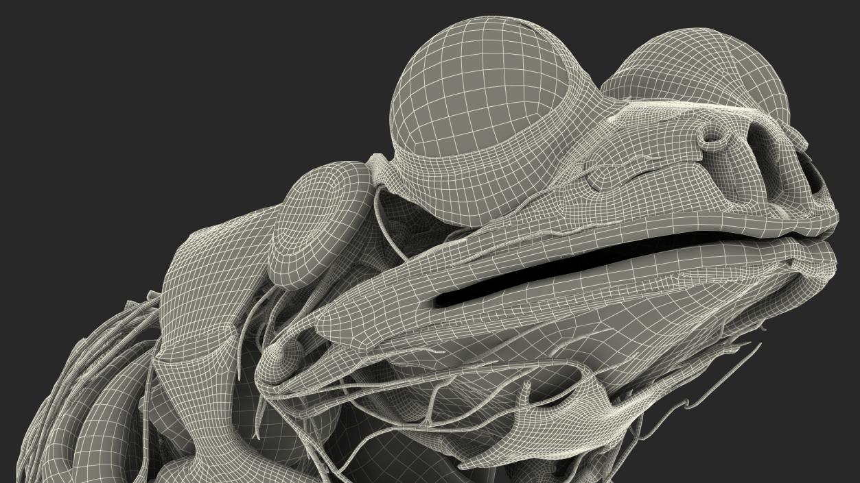 Frog Nervous System 3D model