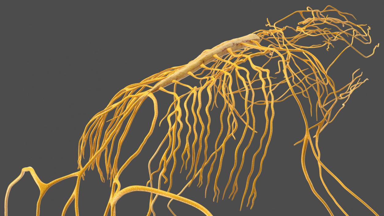 Frog Nervous System 3D model