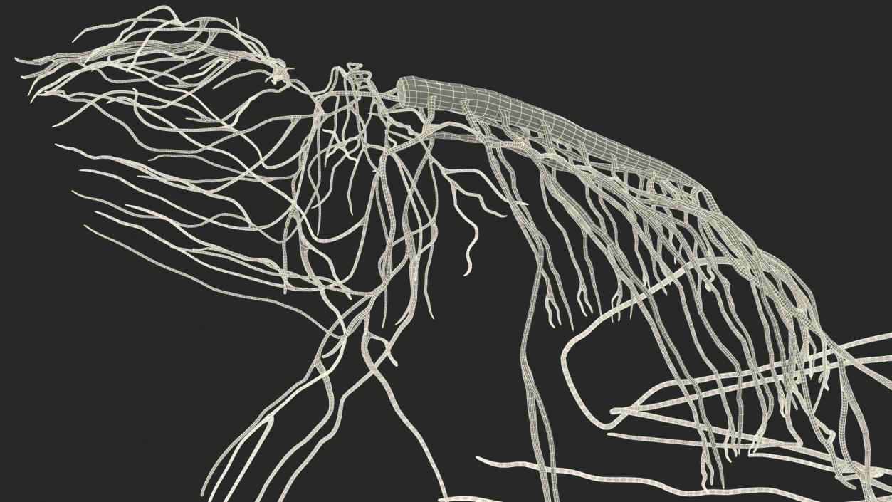 Frog Nervous System 3D model