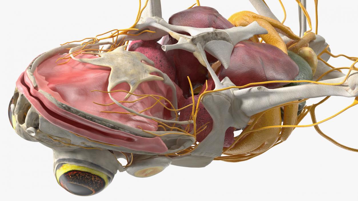 Frog Nervous System 3D model