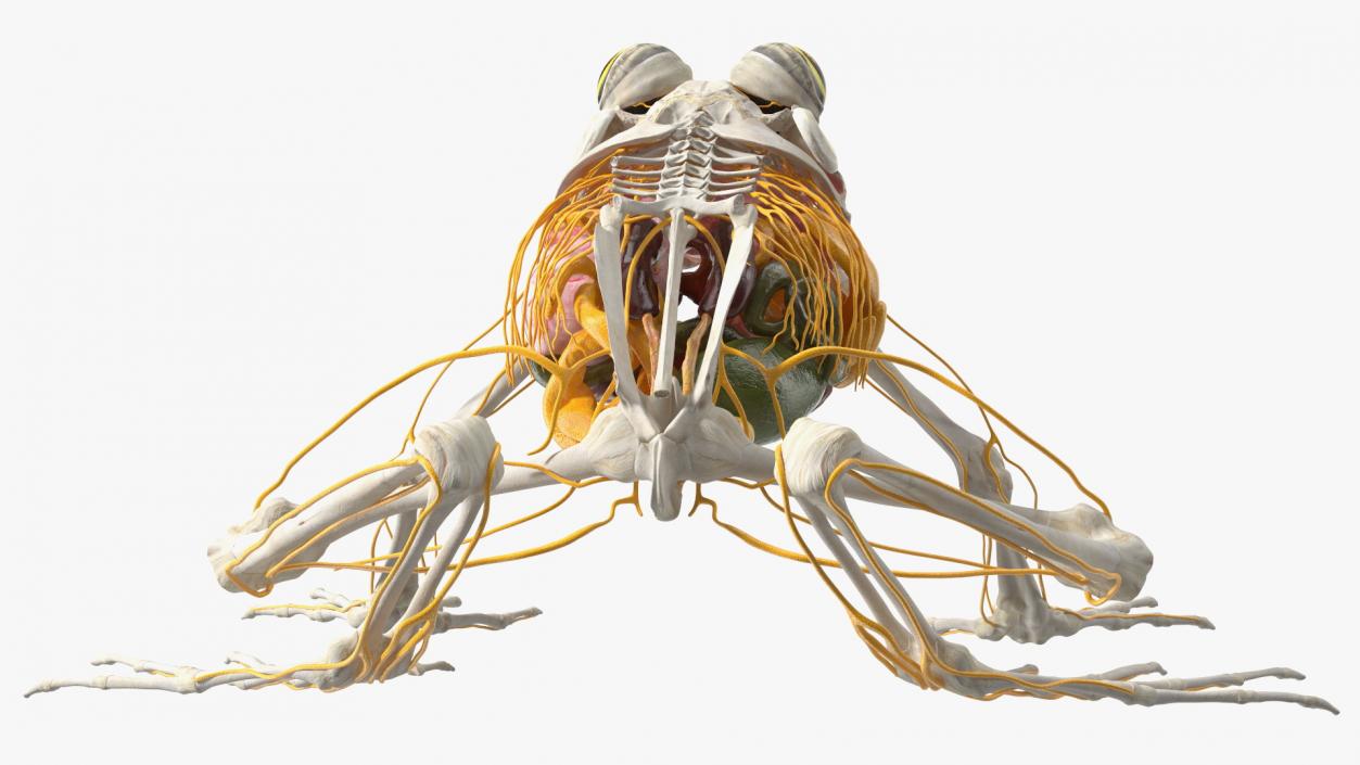 Frog Nervous System 3D model