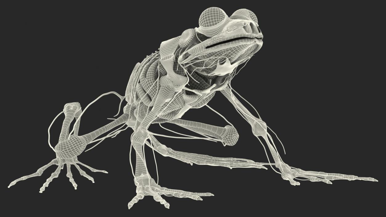 Frog Nervous System 3D model