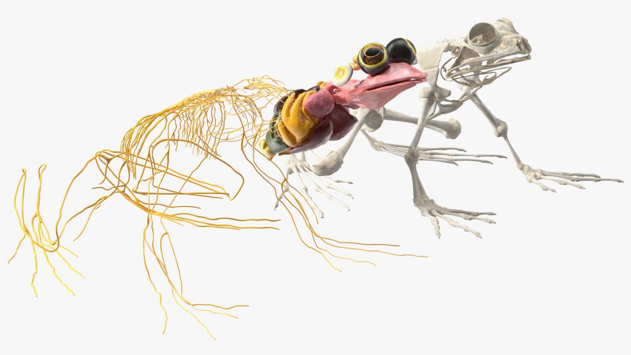 Frog Nervous System 3D model