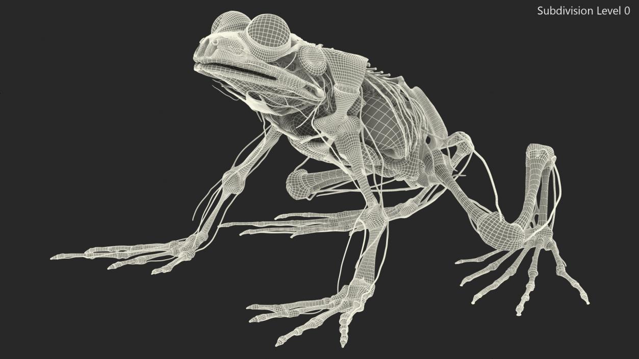 Frog Nervous System 3D model