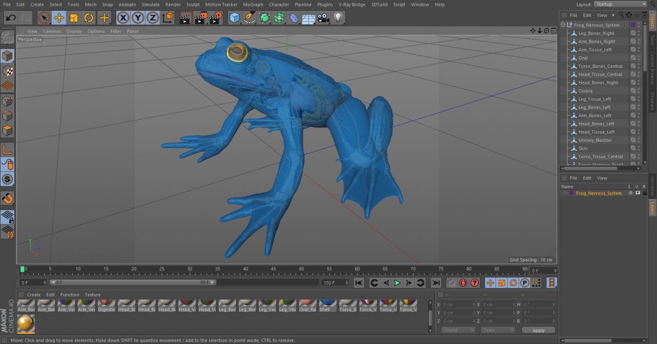 Frog Nervous System 3D model