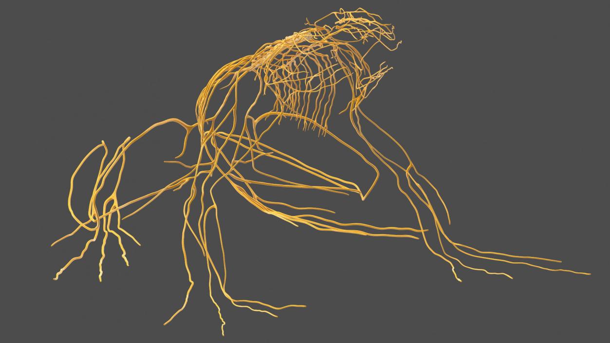 Frog Nervous System 3D model