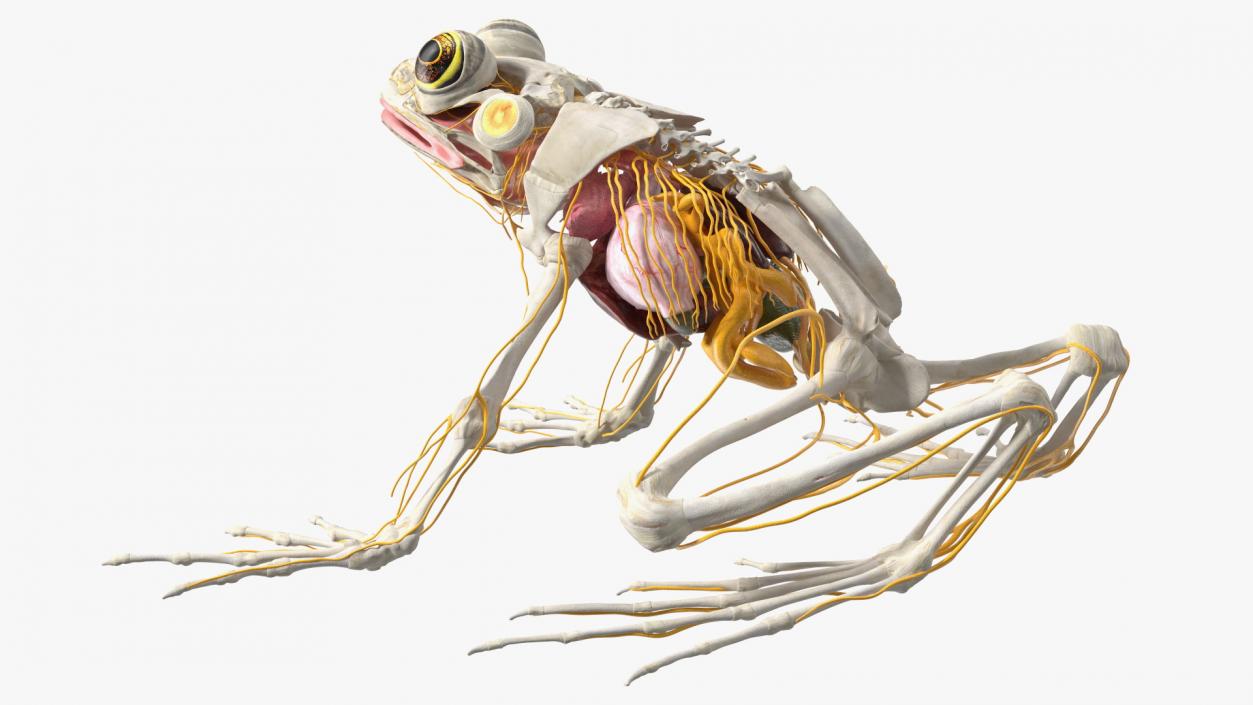 Frog Nervous System 3D model