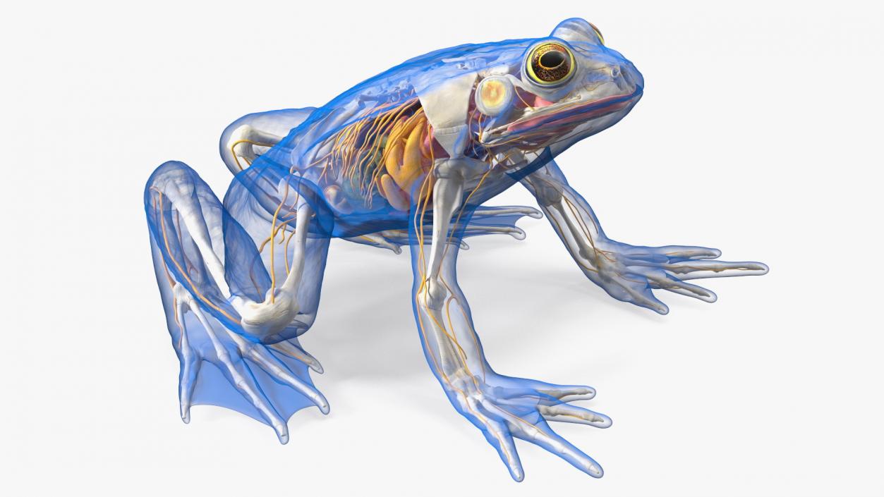 Frog Nervous System 3D model