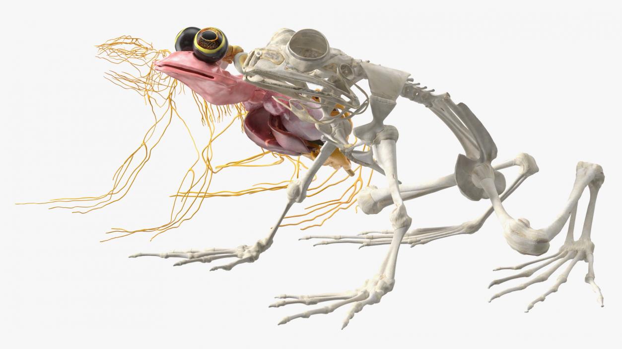 Frog Nervous System 3D model