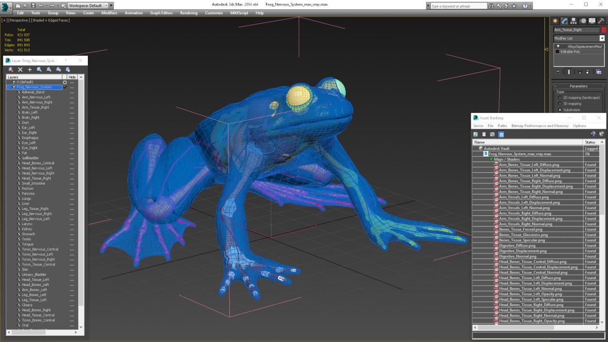 Frog Nervous System 3D model