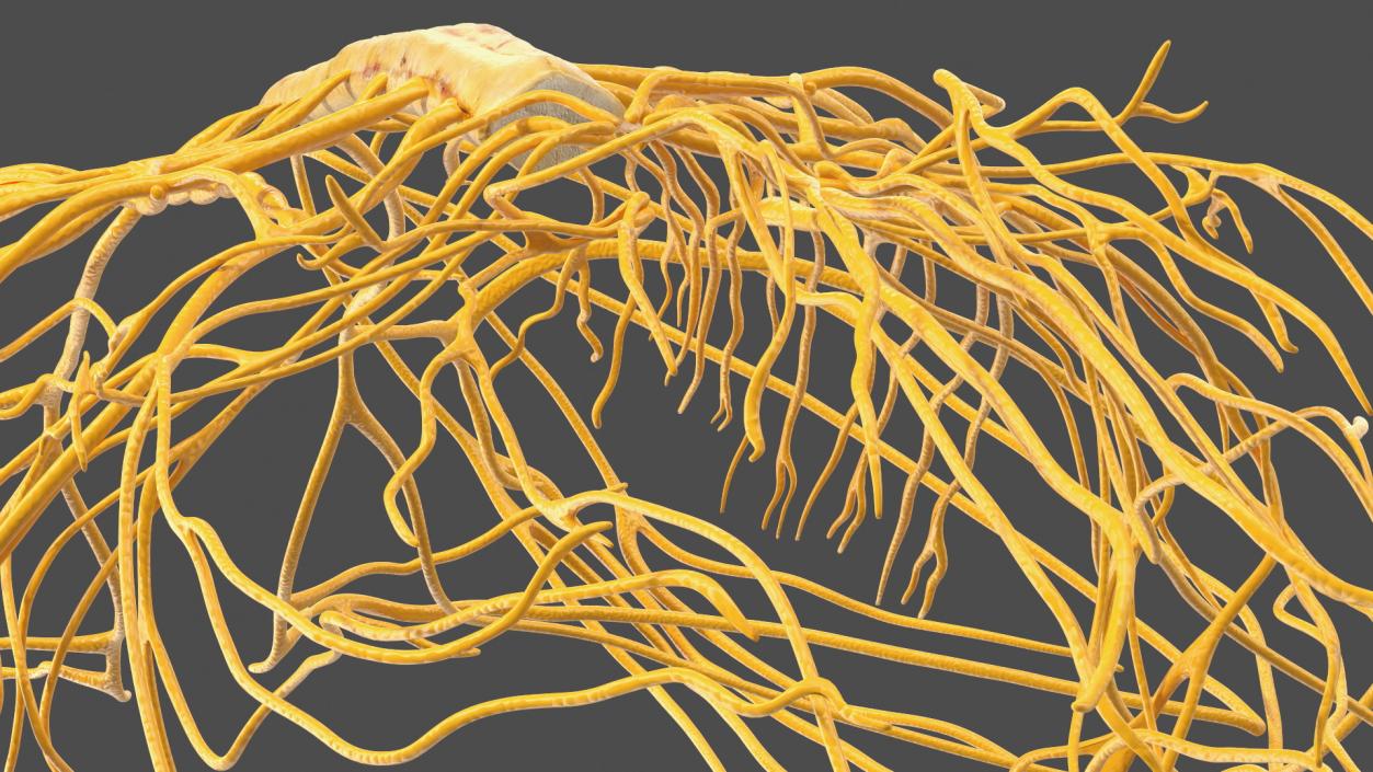 Frog Nervous System 3D model