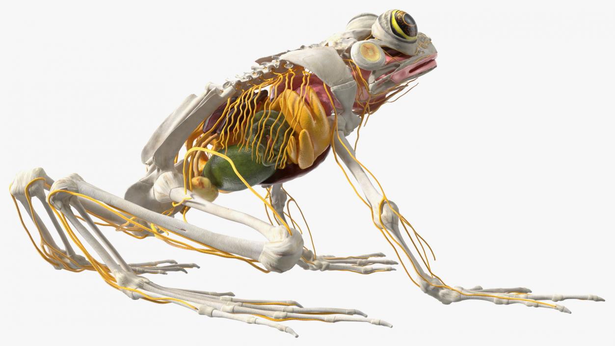 Frog Nervous System 3D model