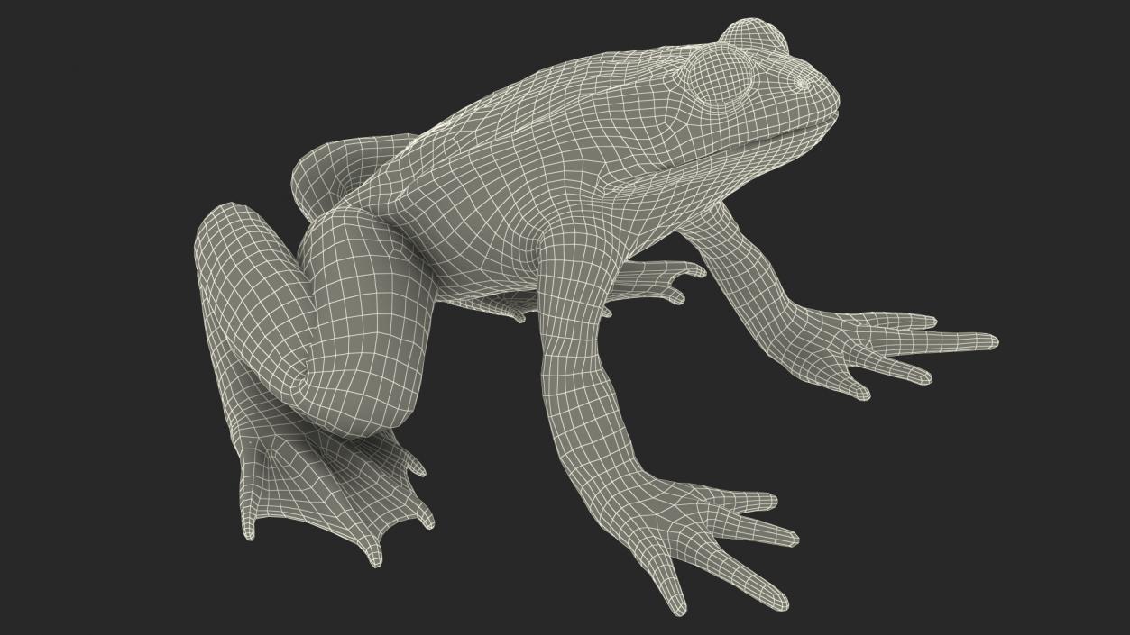 Frog Nervous System 3D model