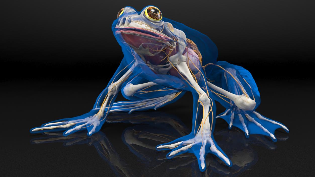 Frog Nervous System 3D model