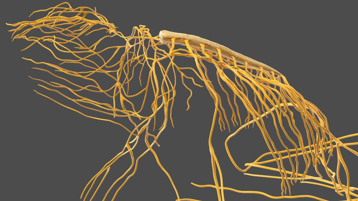 Frog Nervous System 3D model