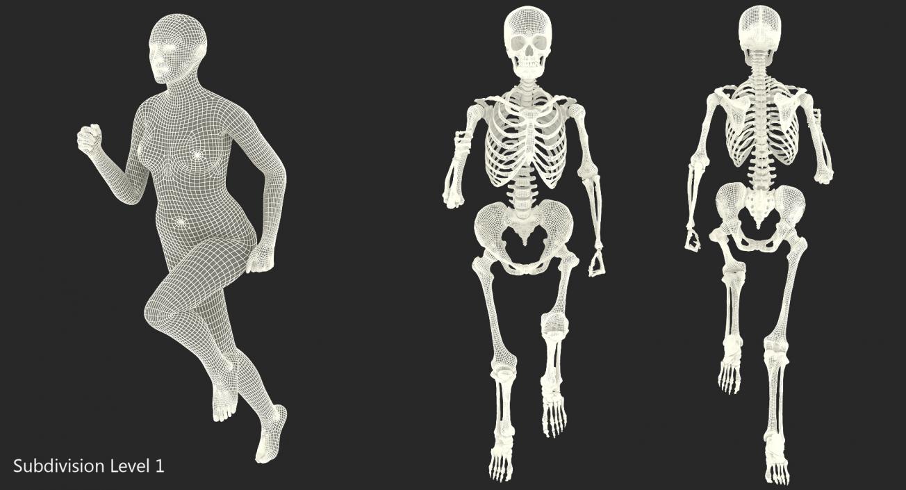 3D Female Body with Skeleton Running Pose model