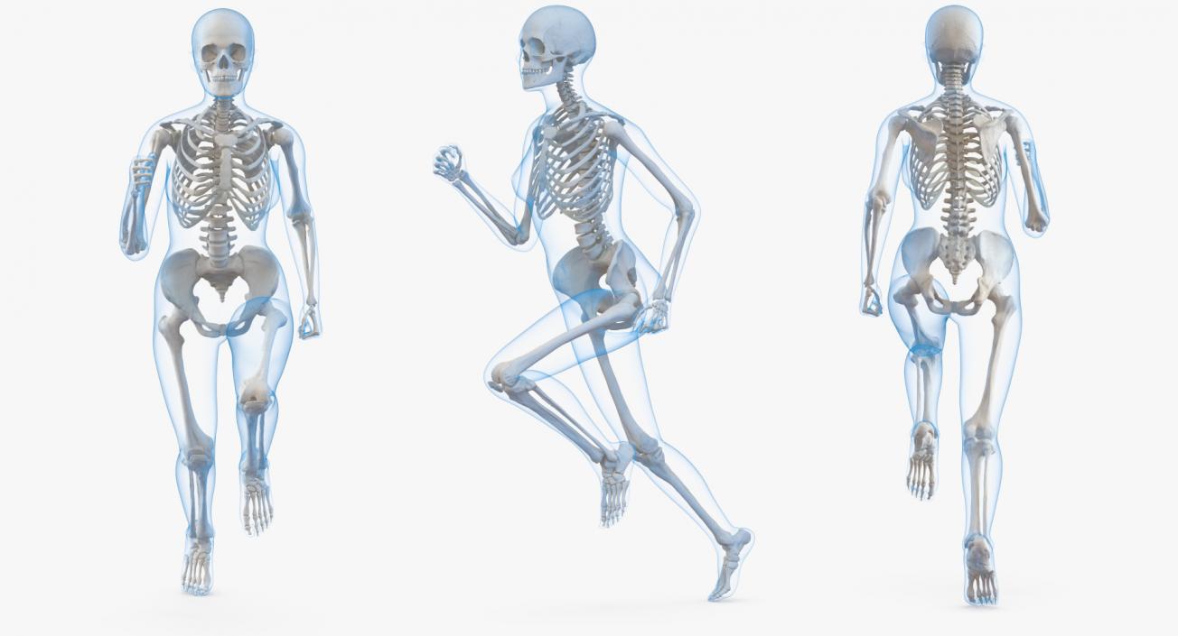 3D Female Body with Skeleton Running Pose model