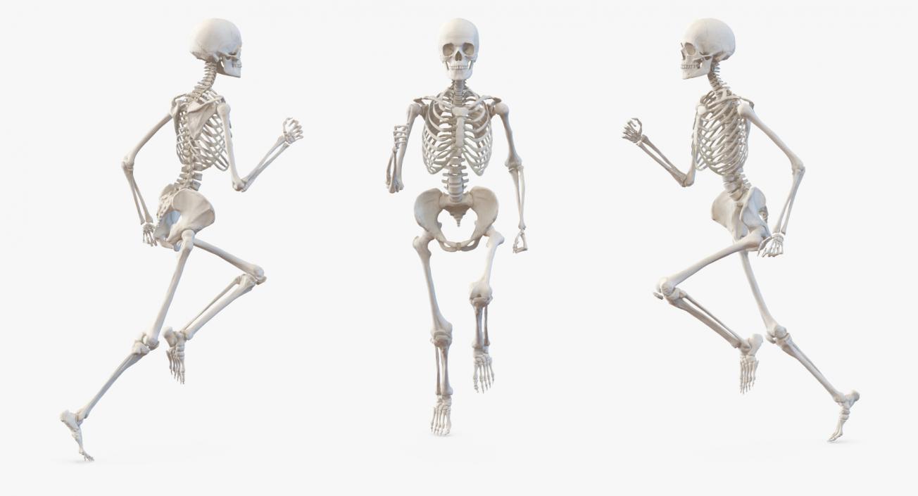 3D Female Body with Skeleton Running Pose model