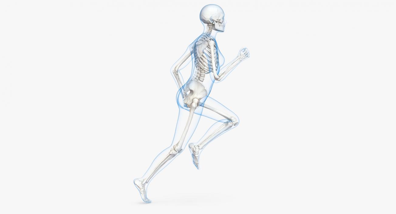 3D Female Body with Skeleton Running Pose model