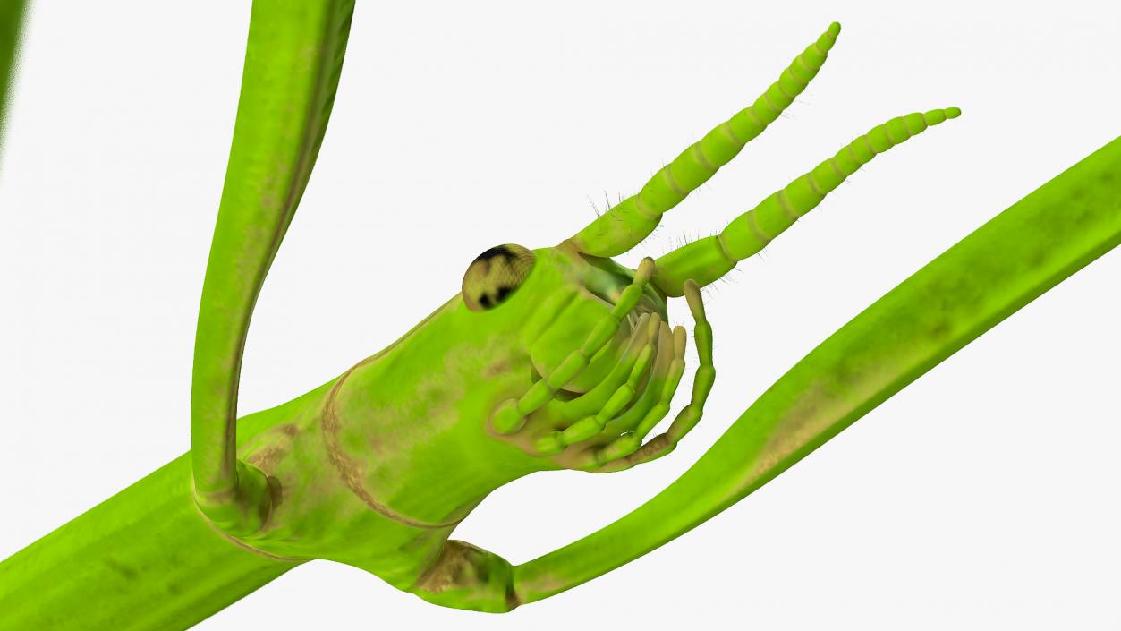 3D Stick Insect Green model