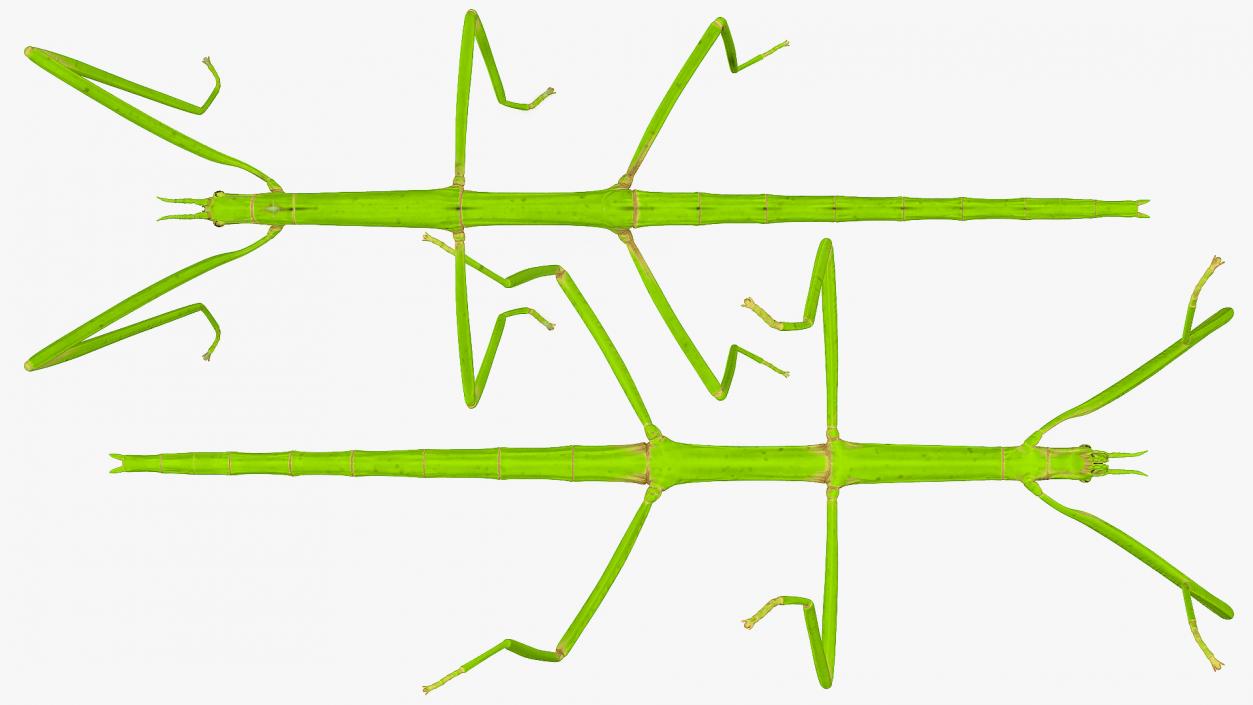 3D Stick Insect Green model