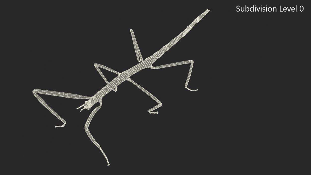 3D Stick Insect Green model