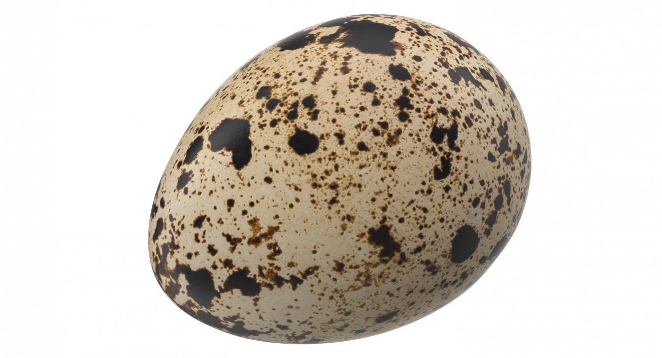 3D model Fresh Quail Egg