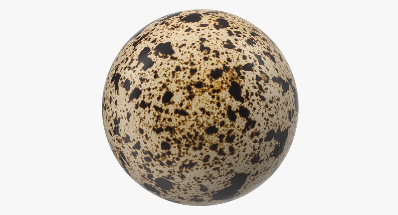 3D model Fresh Quail Egg