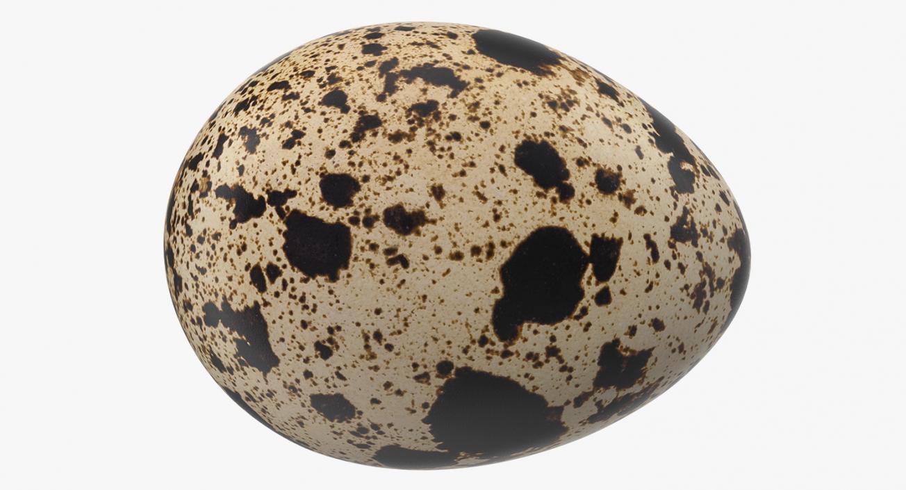 3D model Fresh Quail Egg