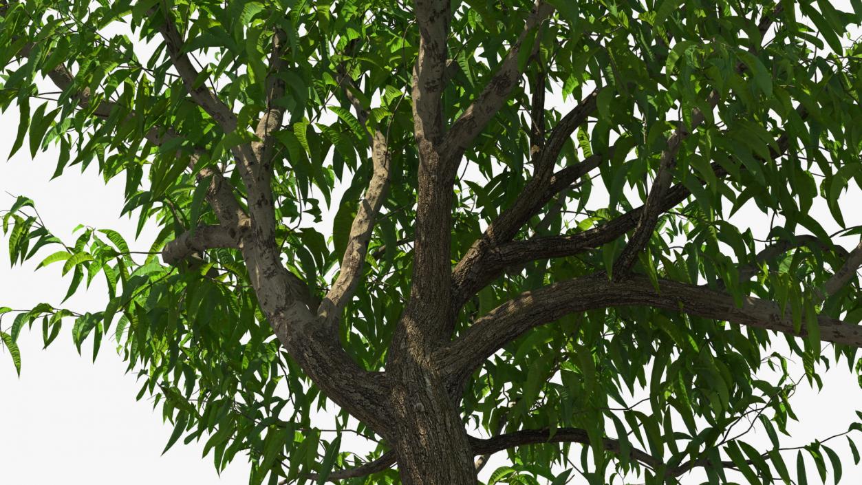 3D model Peach Tree