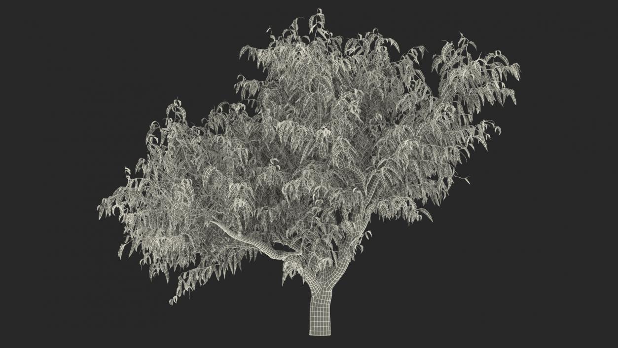 3D model Peach Tree